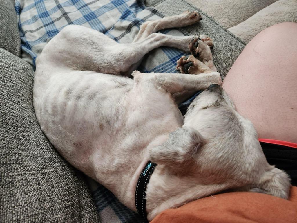 Enlarge Lance, a Adopted Wheaten Terrier in Omaha, NE image 3/5