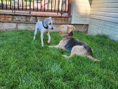 Enlarge Lance, a Adopted Wheaten Terrier in Omaha, NE image 4/5