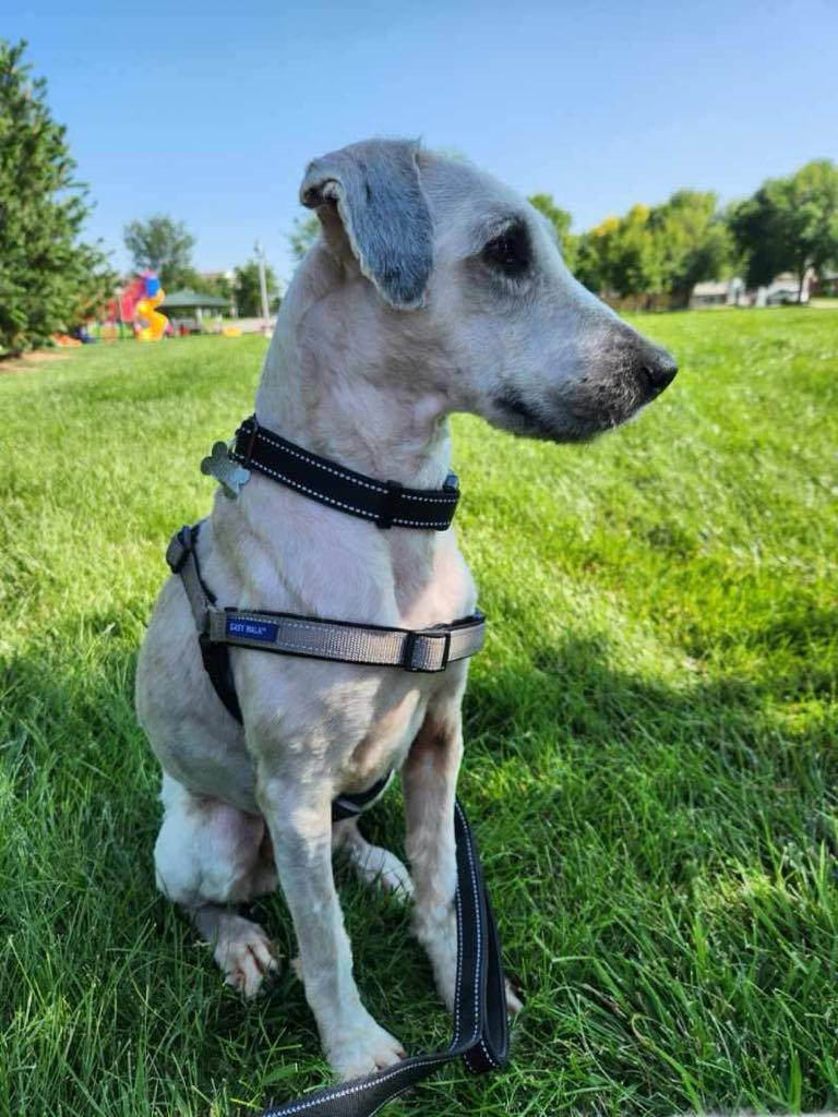 Enlarge Lance, a Adopted Wheaten Terrier in Omaha, NE image 2/5