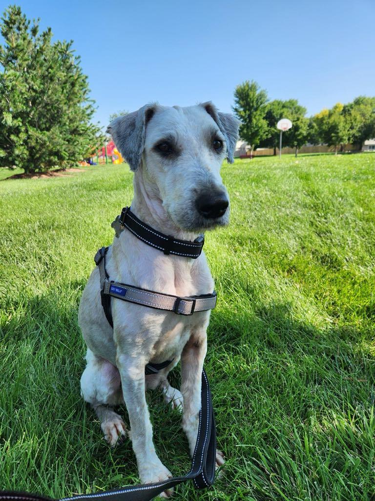 Enlarge Lance, a Adopted Wheaten Terrier in Omaha, NE image 1/5