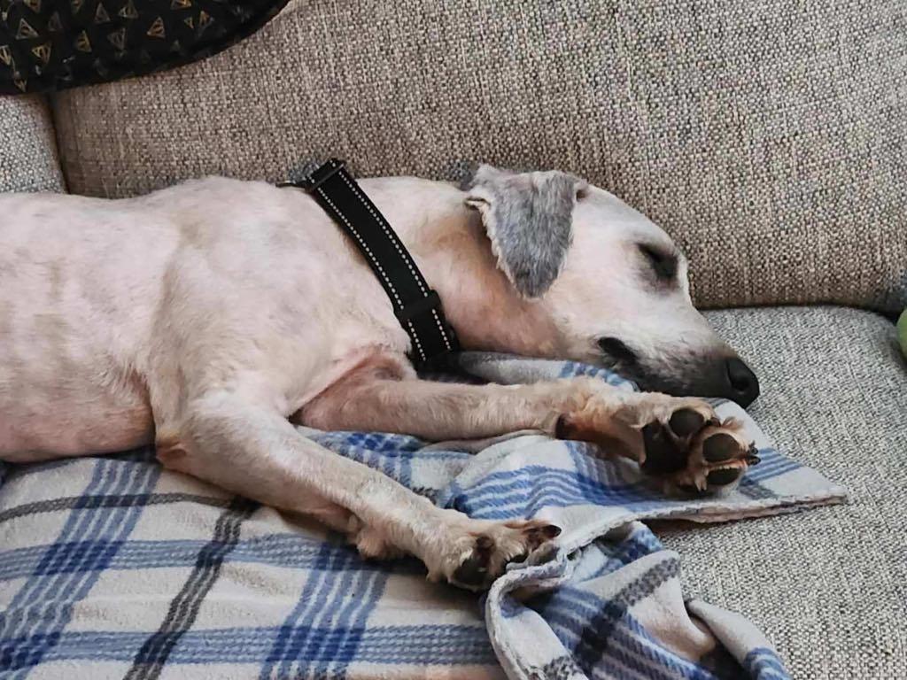 Enlarge Lance, a Adopted Wheaten Terrier in Omaha, NE image 5/5