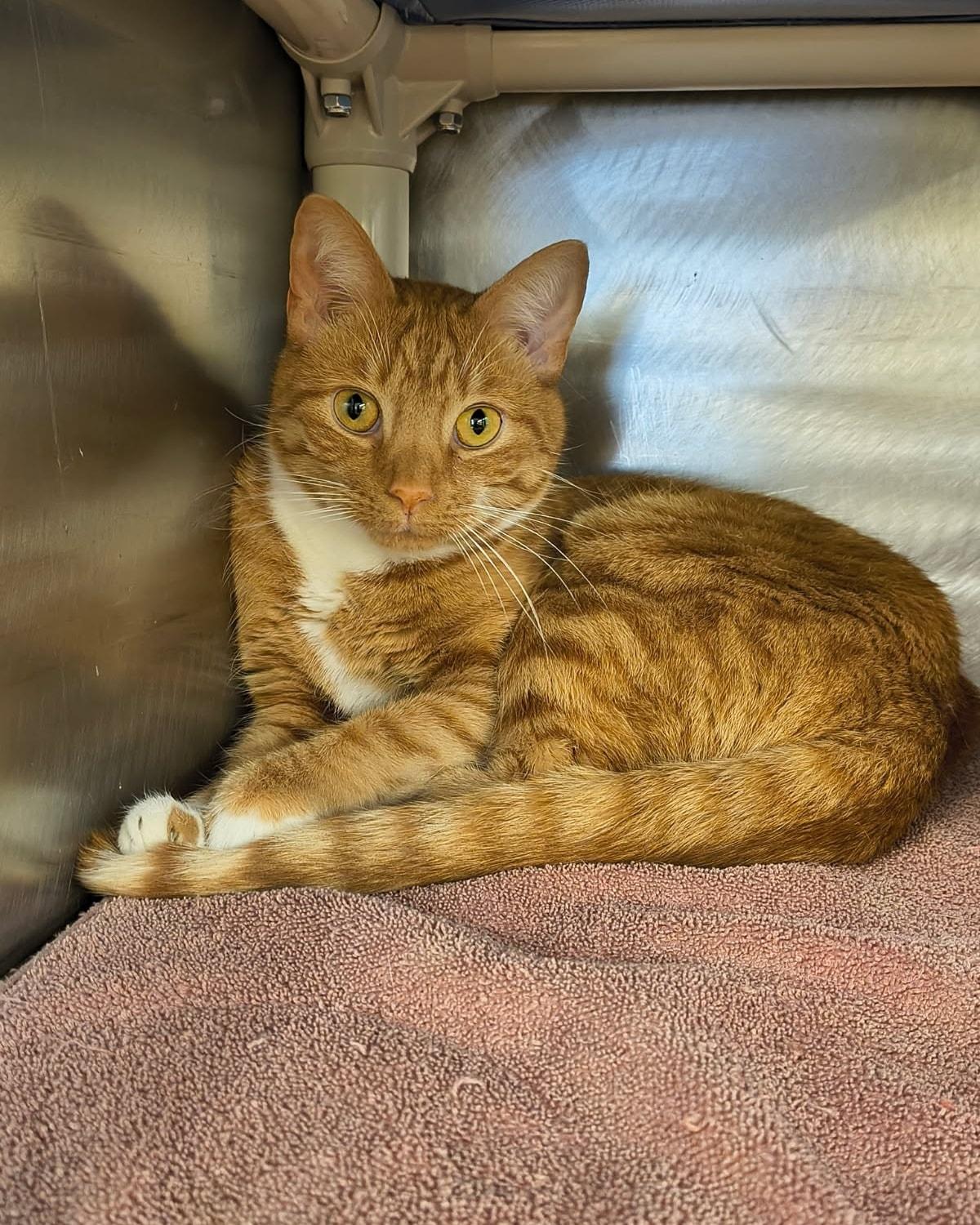 Enlarge Sonny, an adopted mixed breed in Saint Marys, PA image 1/1