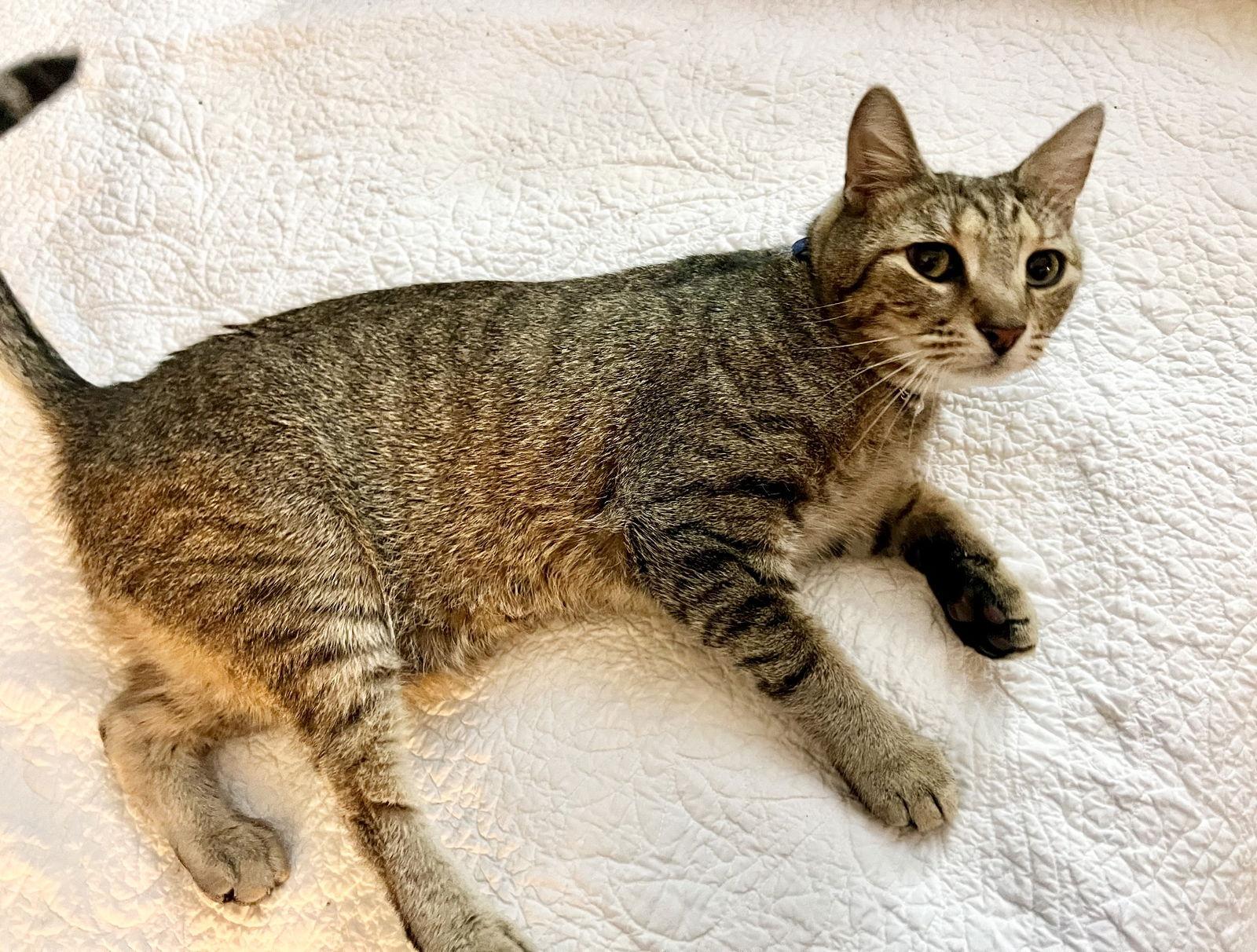 Jayco, Adoptable, Young Male Domestic Short Hair.