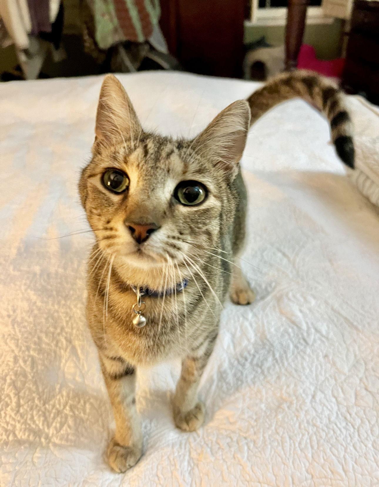 Jayco, a Adoptable Domestic Short Hair in Camden, SC image 2/3