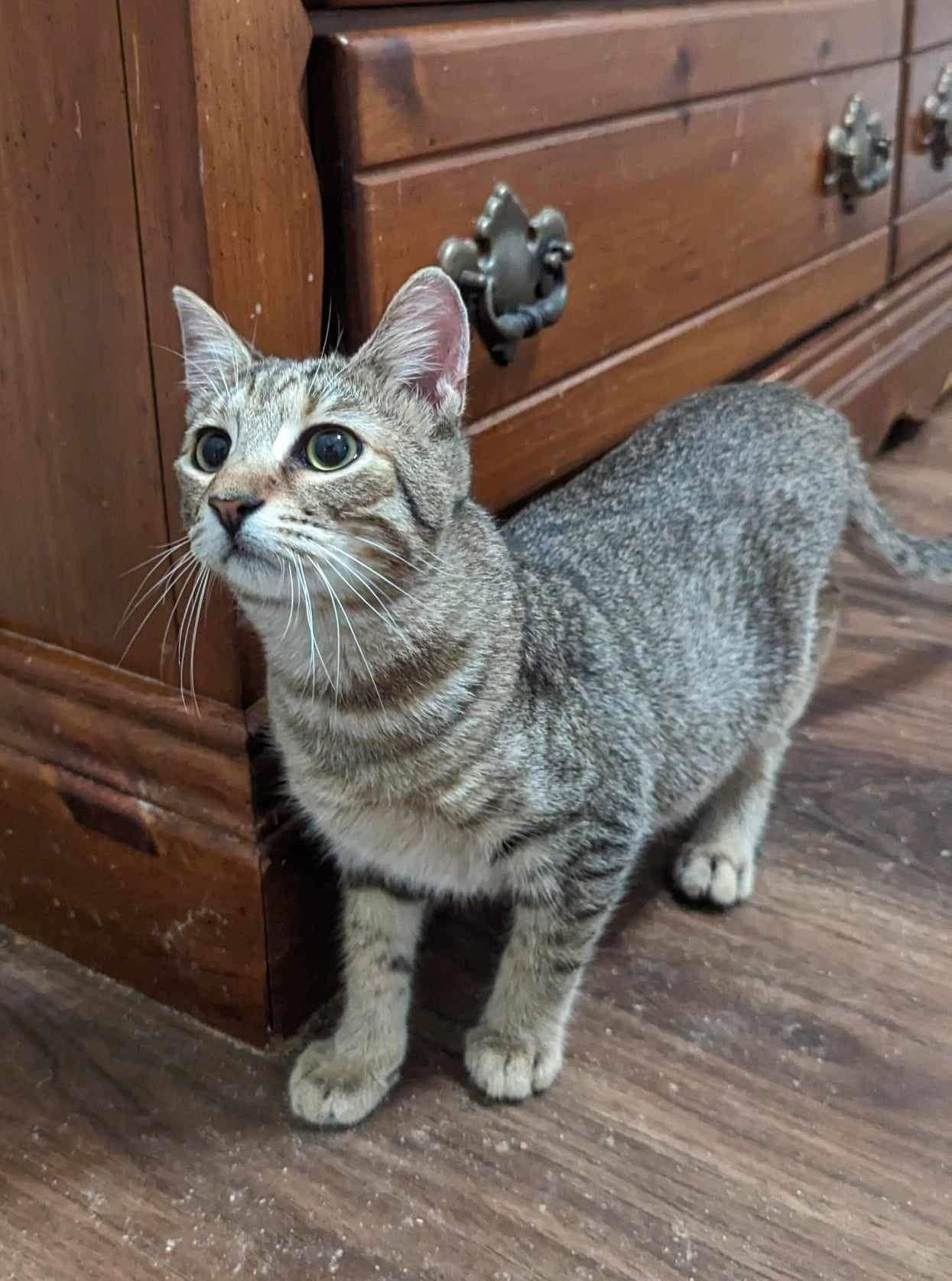 Jayco, a Adoptable Domestic Short Hair in Camden, SC image 3/3