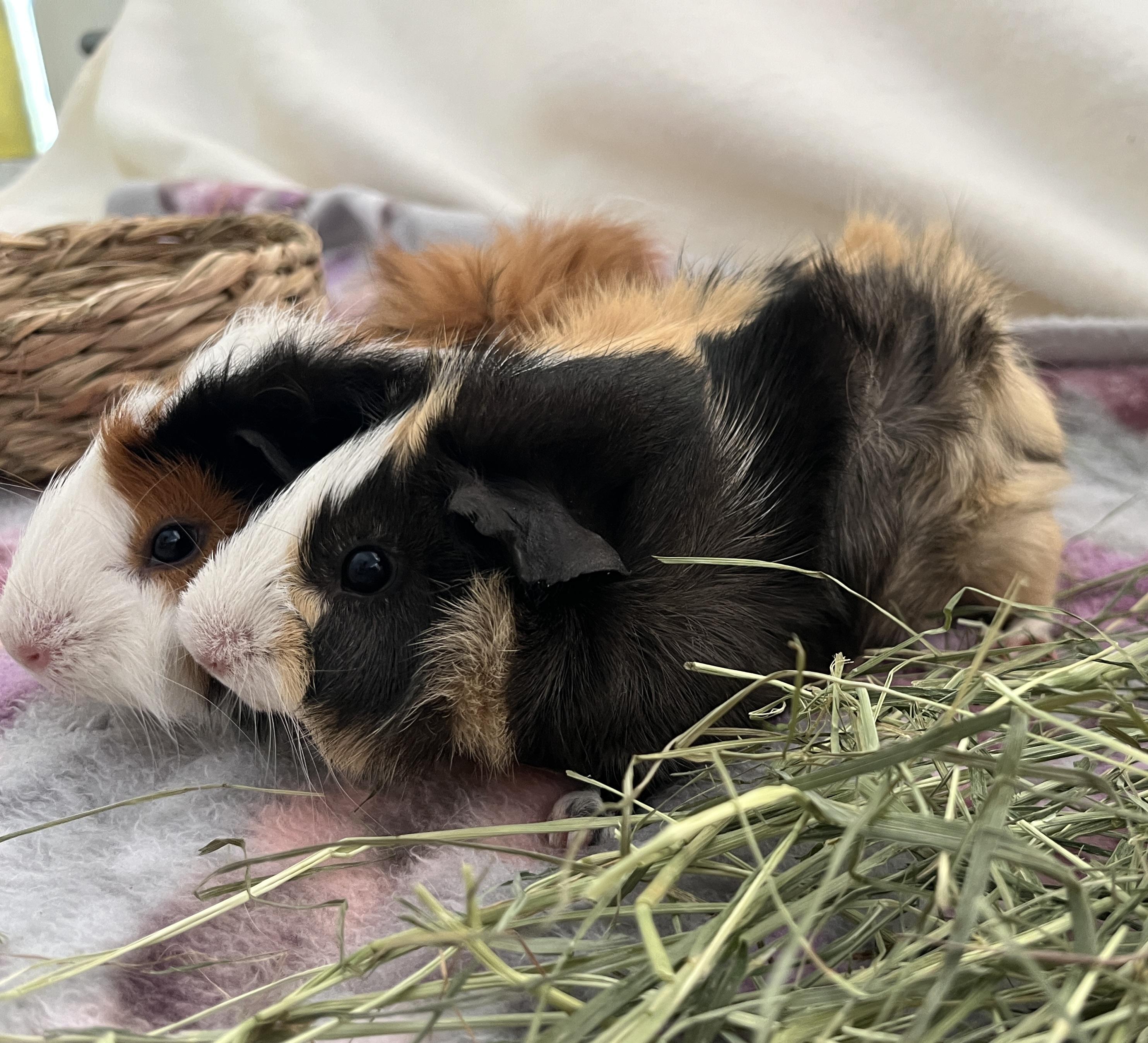 Pilaf & Orzo, a Adoptable Abyssinian in Oakland, CA image 3/5