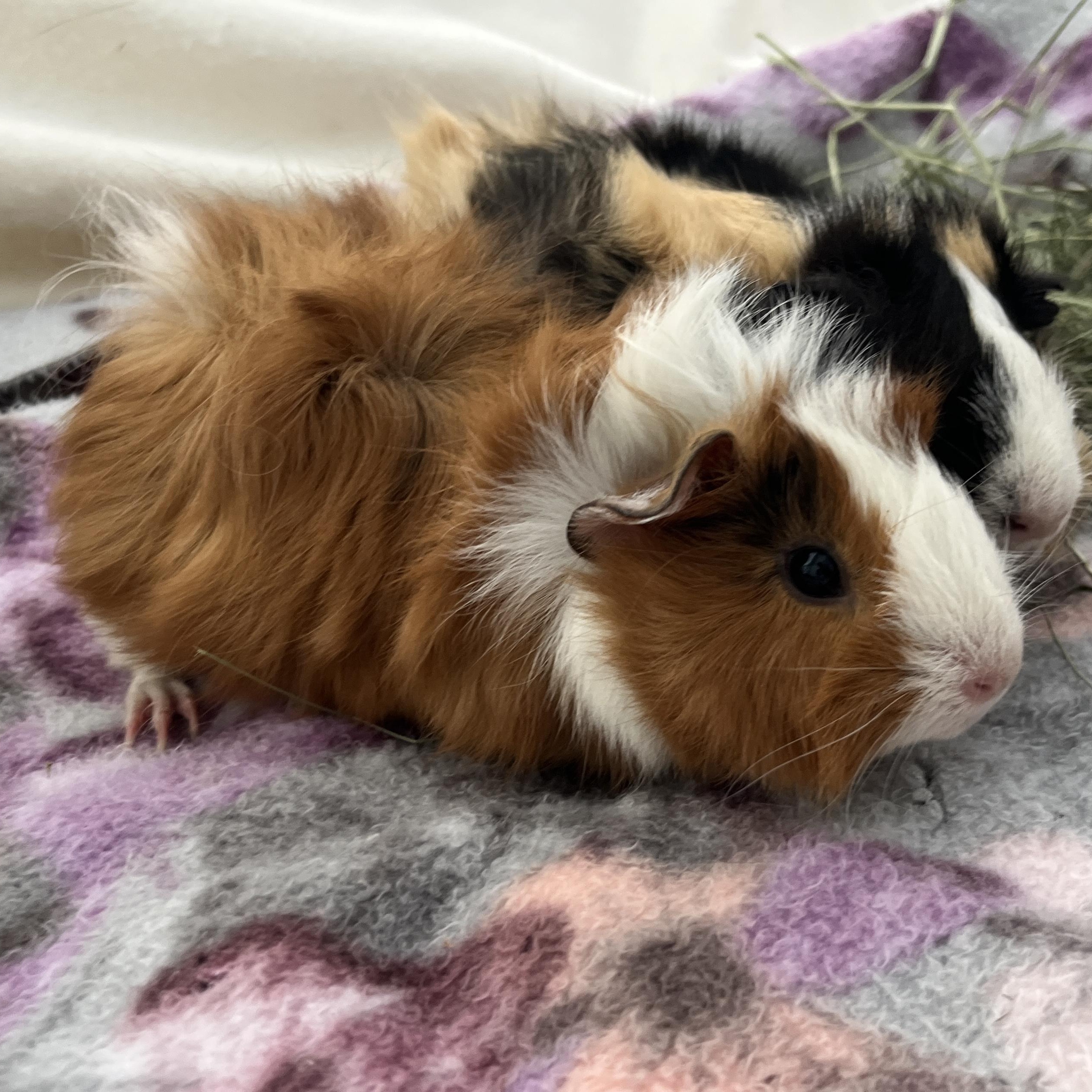 Pilaf & Orzo, a Adoptable Abyssinian in Oakland, CA image 2/5