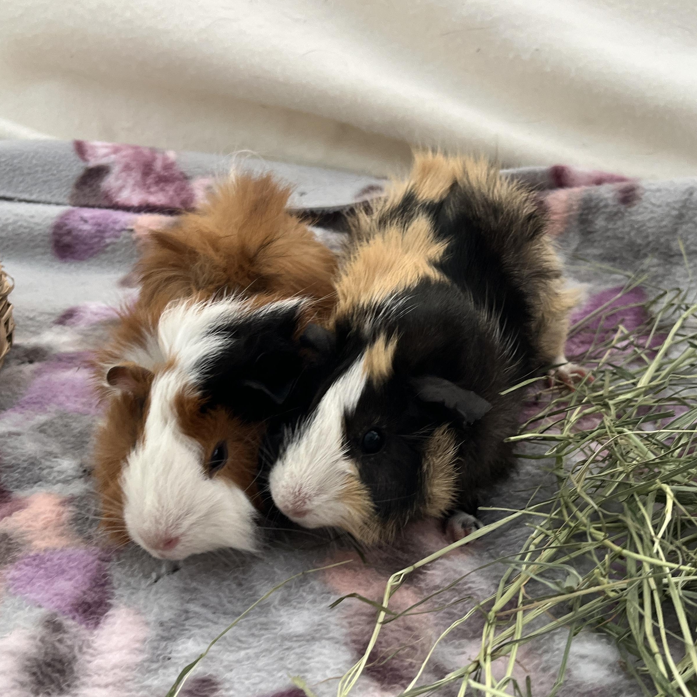 Pilaf & Orzo, a Adoptable Abyssinian in Oakland, CA image 4/5