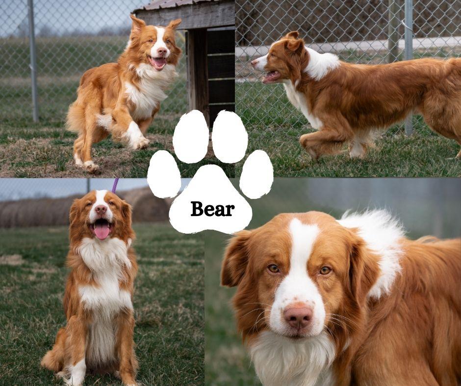 Enlarge Bear, an adopted mixed breed in Winchester, KY image 1/1
