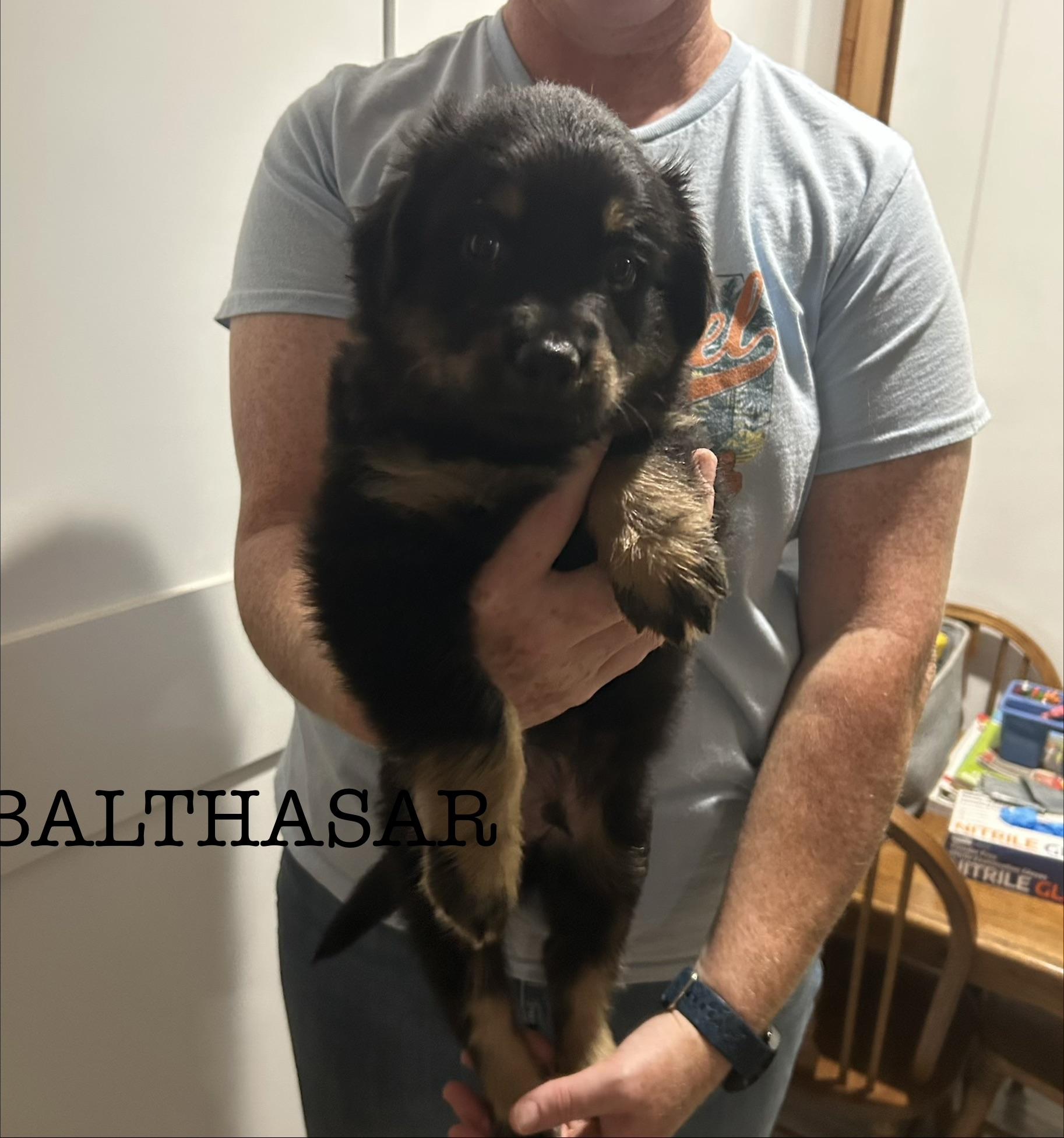 Enlarge Balthasar, a Adoptable Australian Shepherd in Knoxville, TN image 3/4