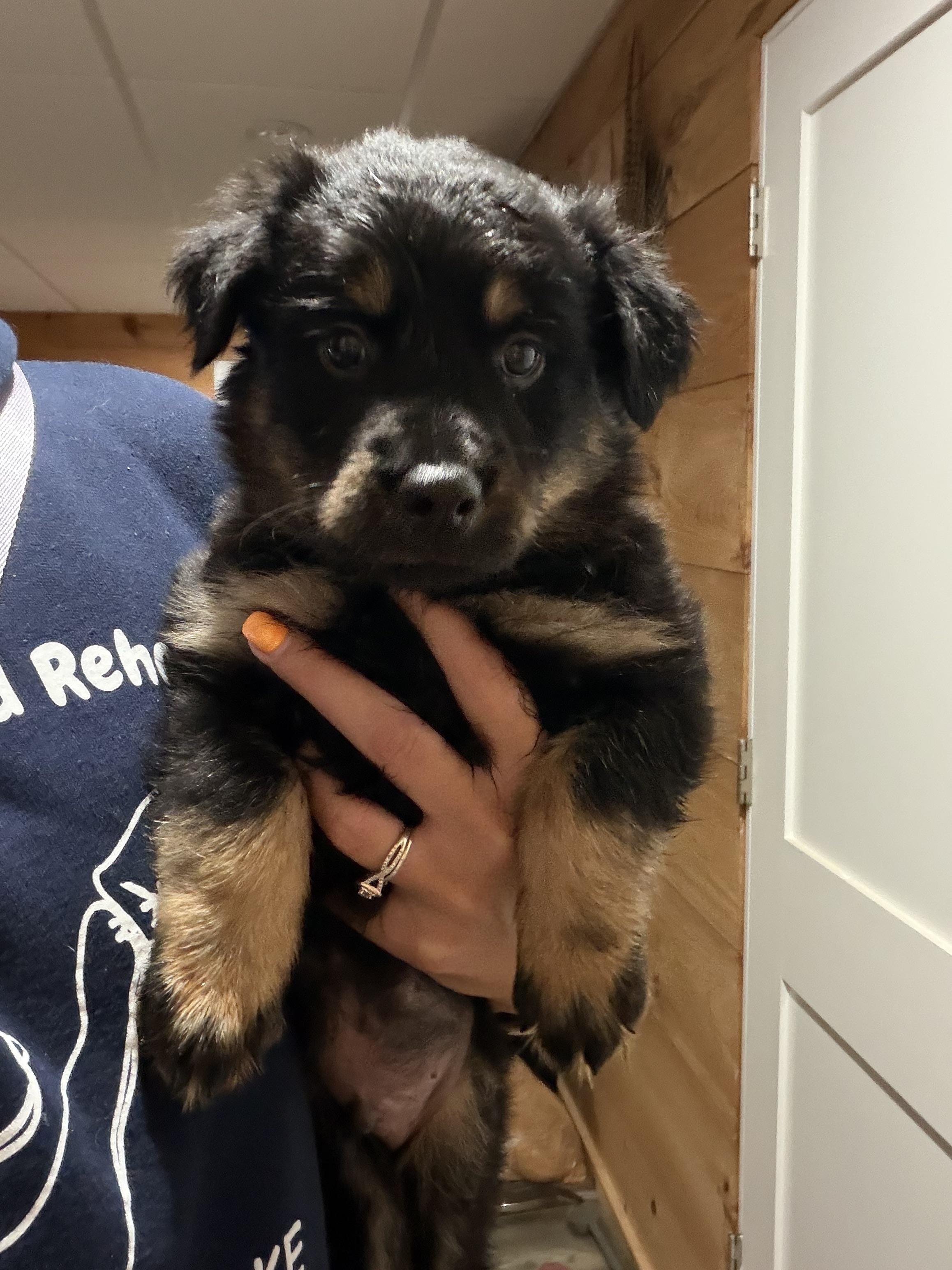 Enlarge Balthasar, a Adoptable Australian Shepherd in Knoxville, TN image 4/4