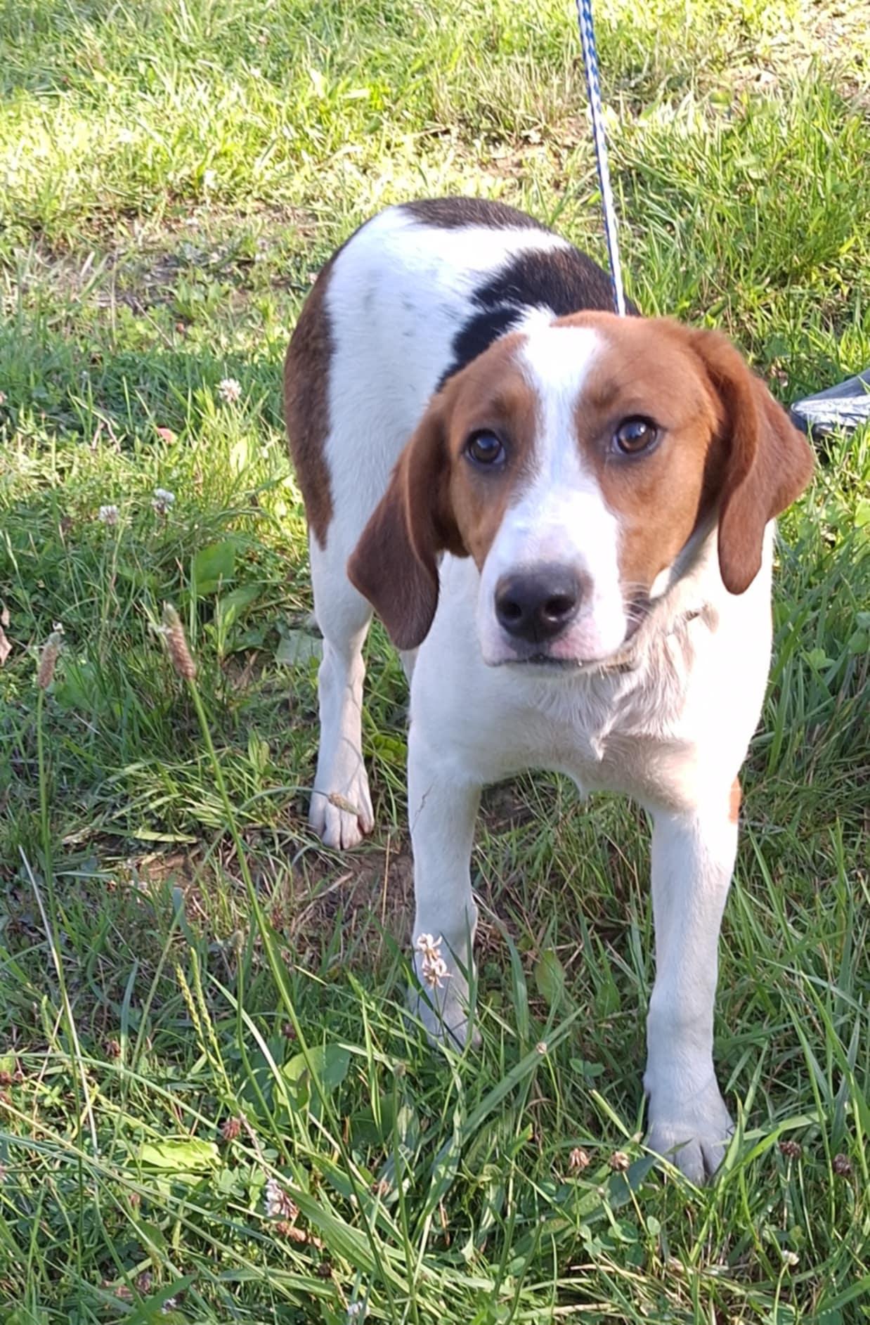 Lou - a little guy!, an adoptable American Foxhound, Beagle in North Bay, ON, P1B 8G2 | Photo Image 2