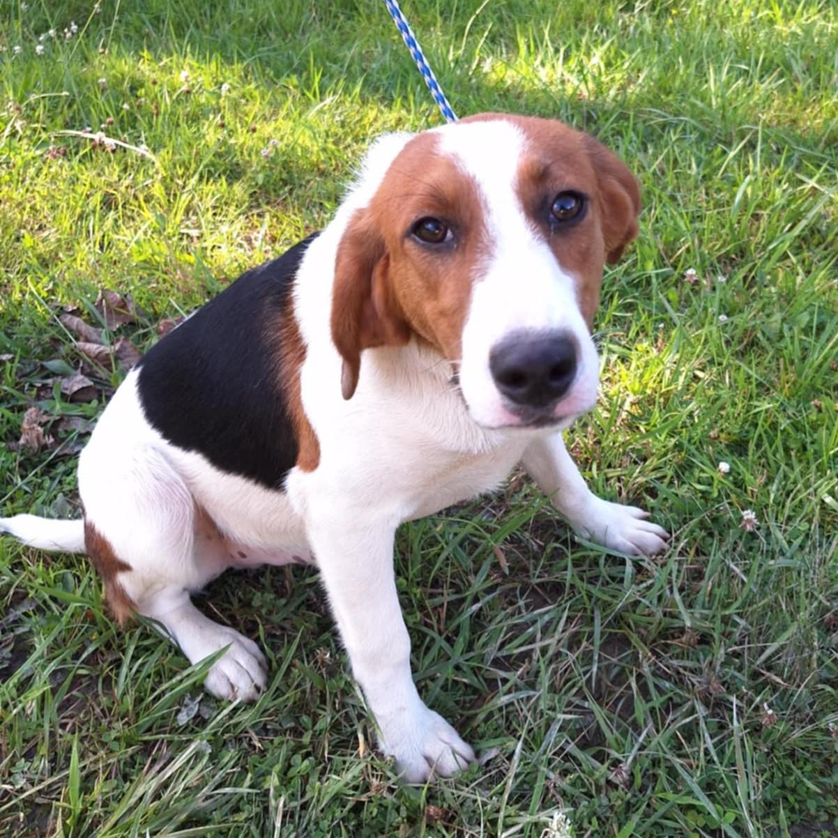 Lou - a little guy!, Adoptable, Young Male American Foxhound & Beagle.