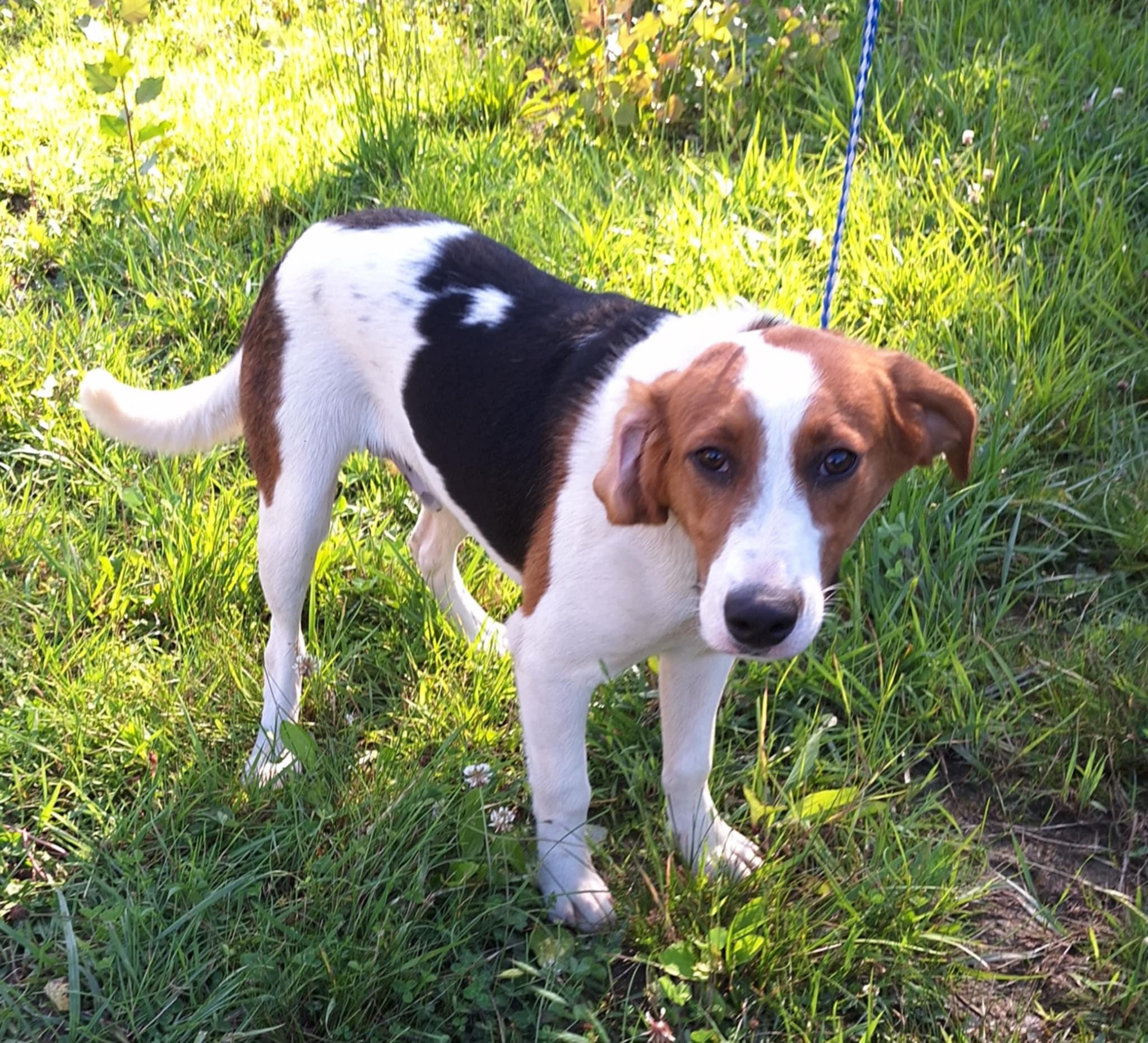 Lou - a little guy!, an adoptable American Foxhound, Beagle in North Bay, ON, P1B 8G2 | Photo Image 4