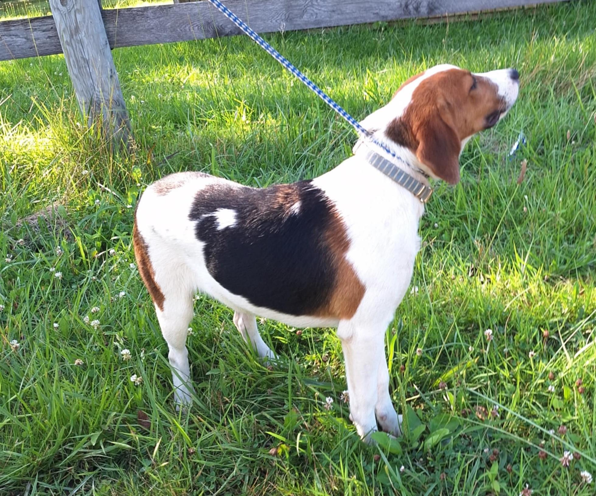 Lou - a little guy!, an adoptable American Foxhound, Beagle in North Bay, ON, P1B 8G2 | Photo Image 3