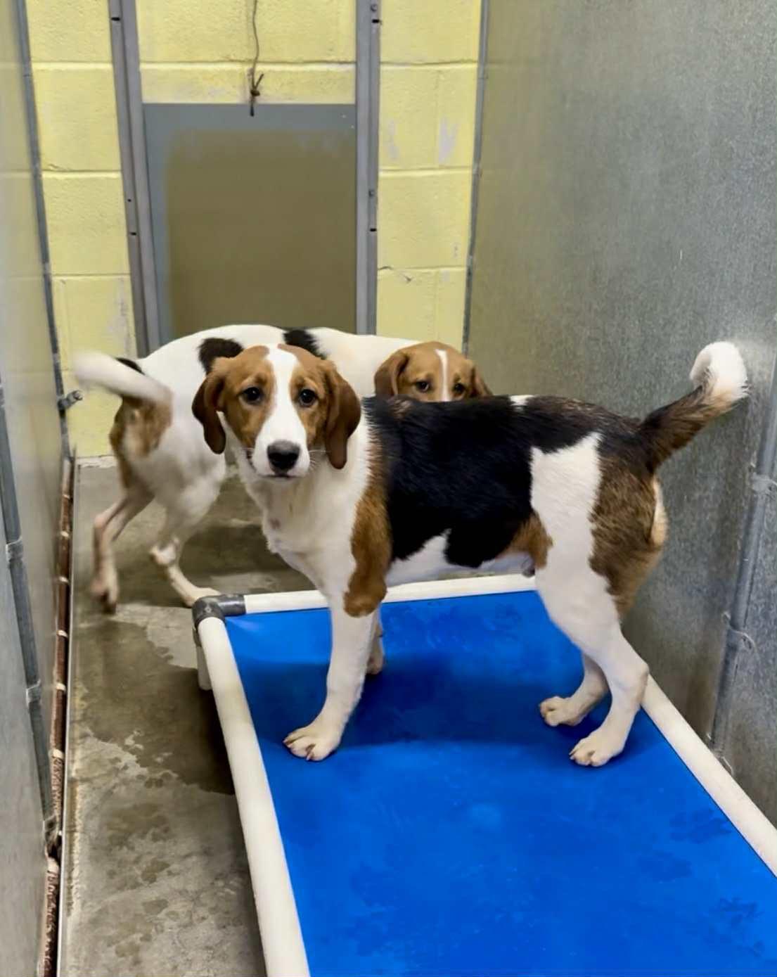 Lou - a little guy!, an adoptable American Foxhound, Beagle in North Bay, ON, P1B 8G2 | Photo Image 6