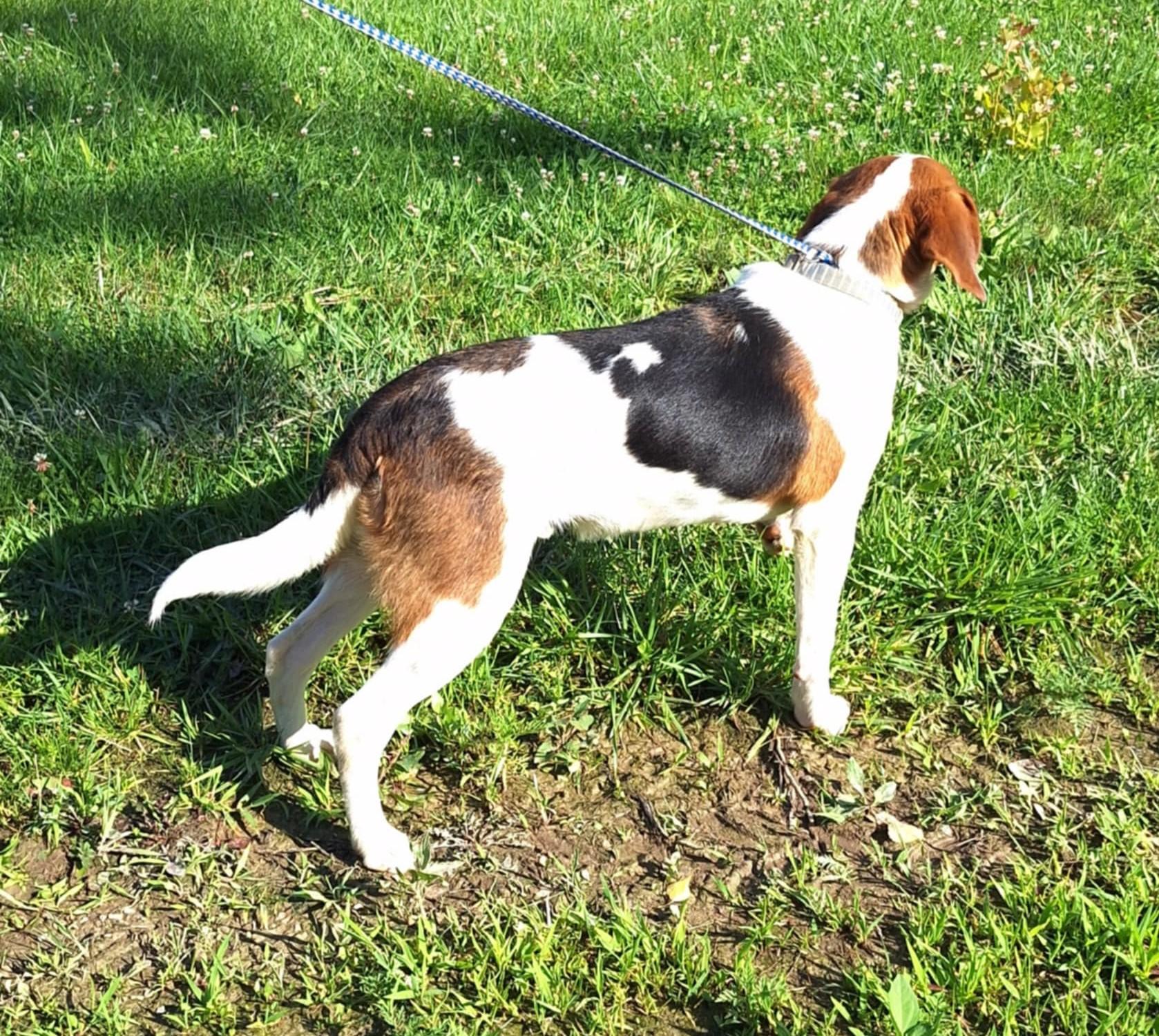 Lou - a little guy!, an adoptable American Foxhound, Beagle in North Bay, ON, P1B 8G2 | Photo Image 5