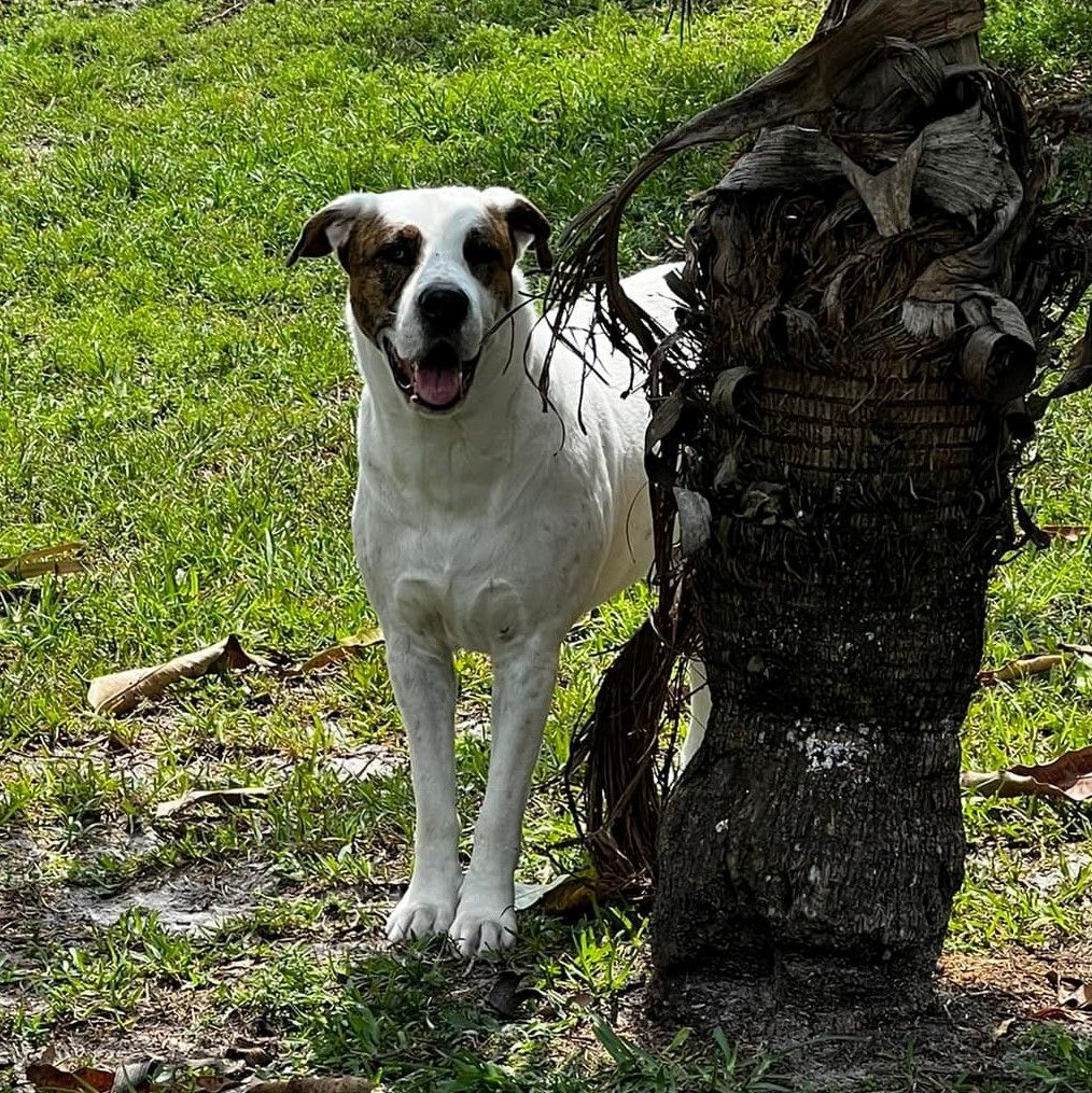 Enlarge Vaughn, a Adoptable mixed breed in Oakland Park, FL image 1/10