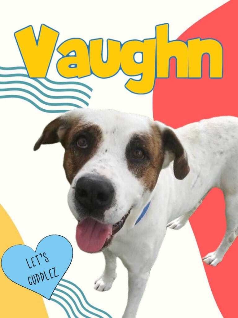 Enlarge Vaughn, a Adoptable mixed breed in Oakland Park, FL image 2/10