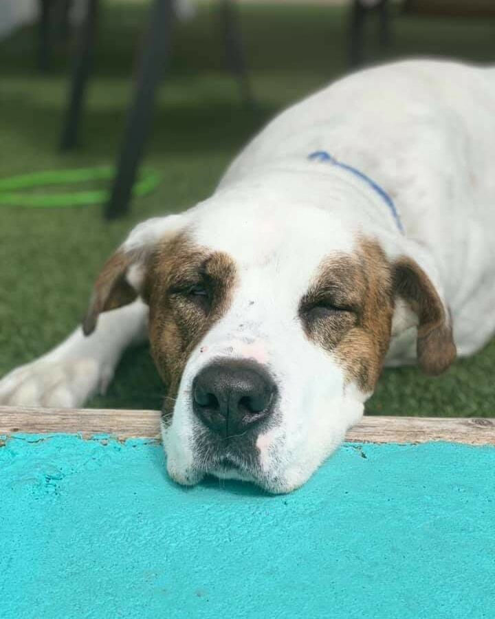 Enlarge Vaughn, a Adoptable mixed breed in Oakland Park, FL image 3/10