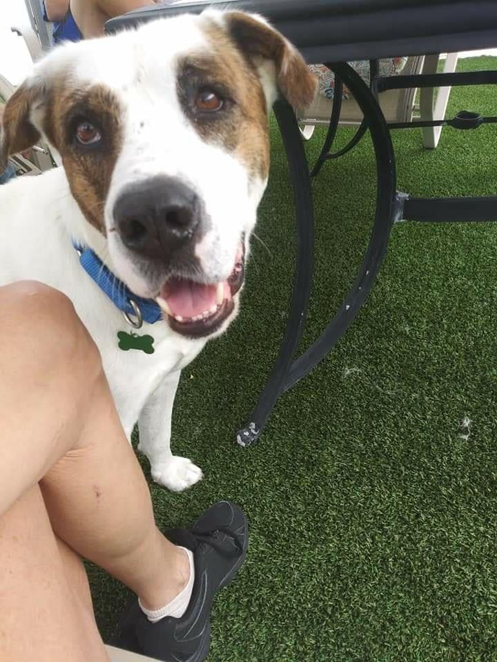 Enlarge Vaughn, a Adoptable mixed breed in Oakland Park, FL image 4/10