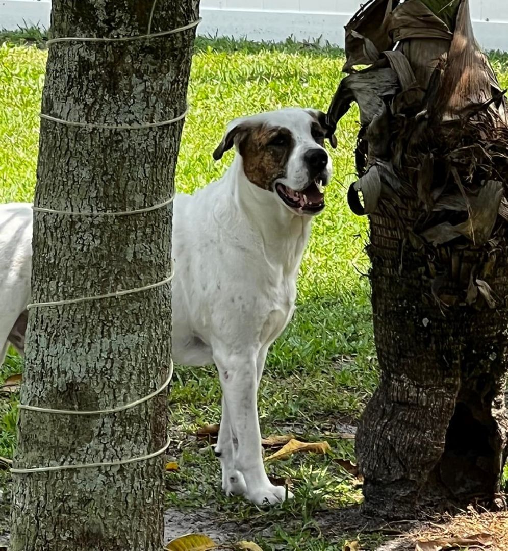 Enlarge Vaughn, a Adoptable mixed breed in Oakland Park, FL image 5/10