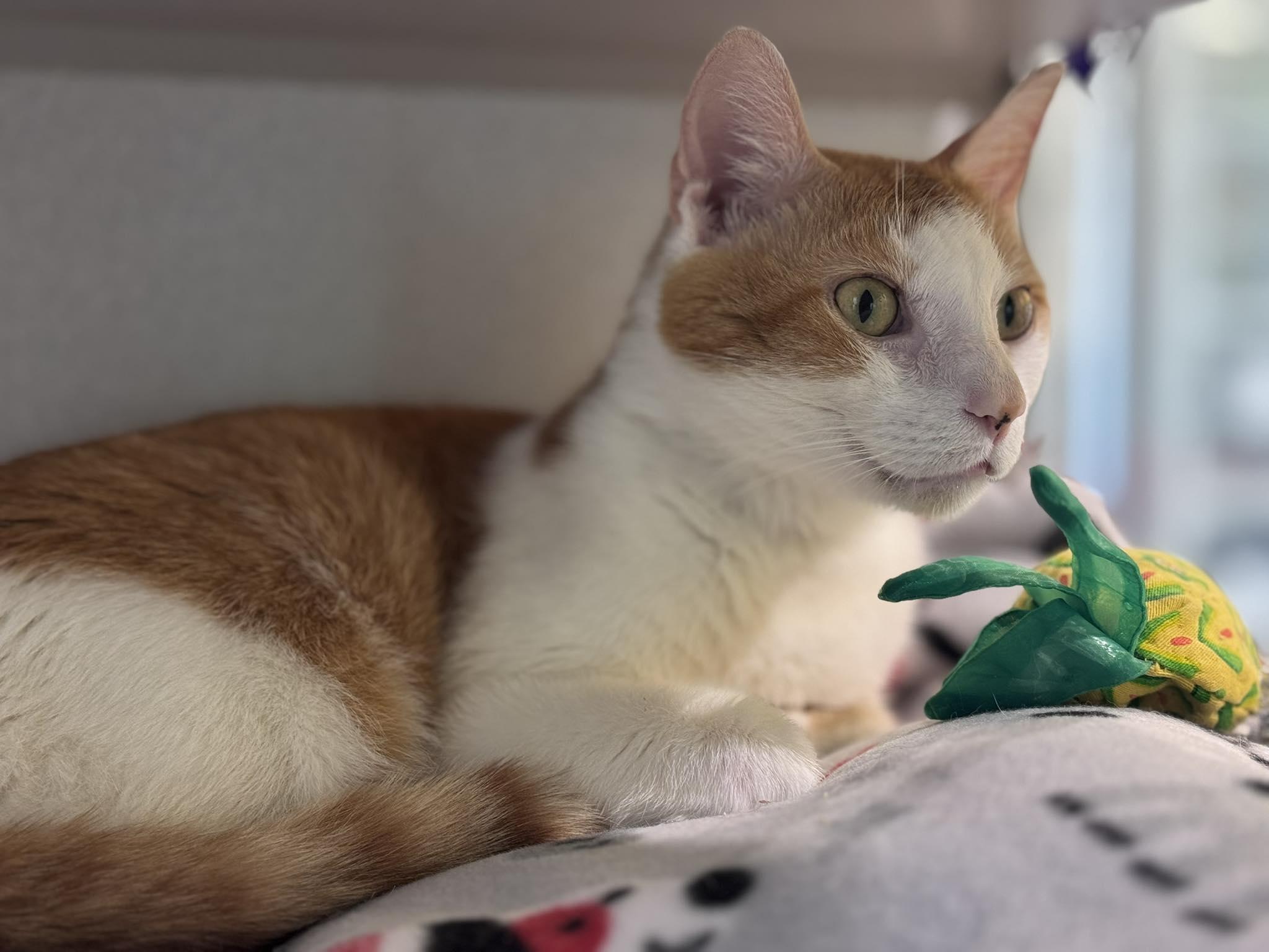 Ollie, a ADOPTABLE Domestic Short Hair in Iowa City, IA image 1/2