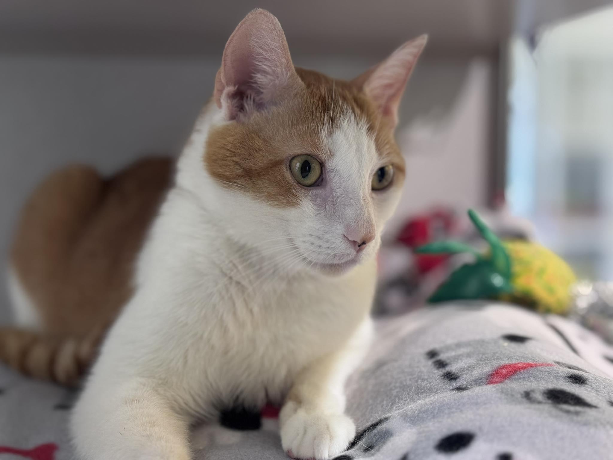 Ollie, a ADOPTABLE Domestic Short Hair in Iowa City, IA image 2/2