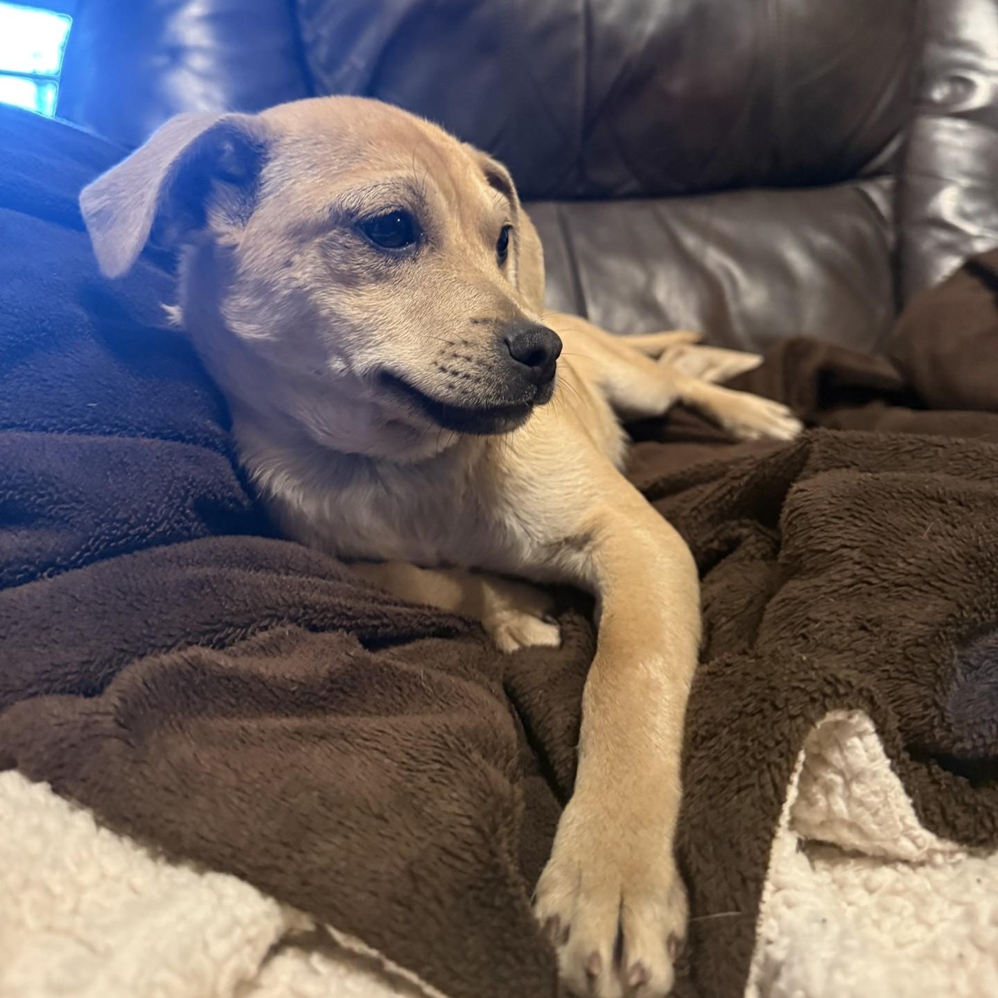 Scrunchy, a ADOPTABLE mixed breed in modesto, CA image 3/5