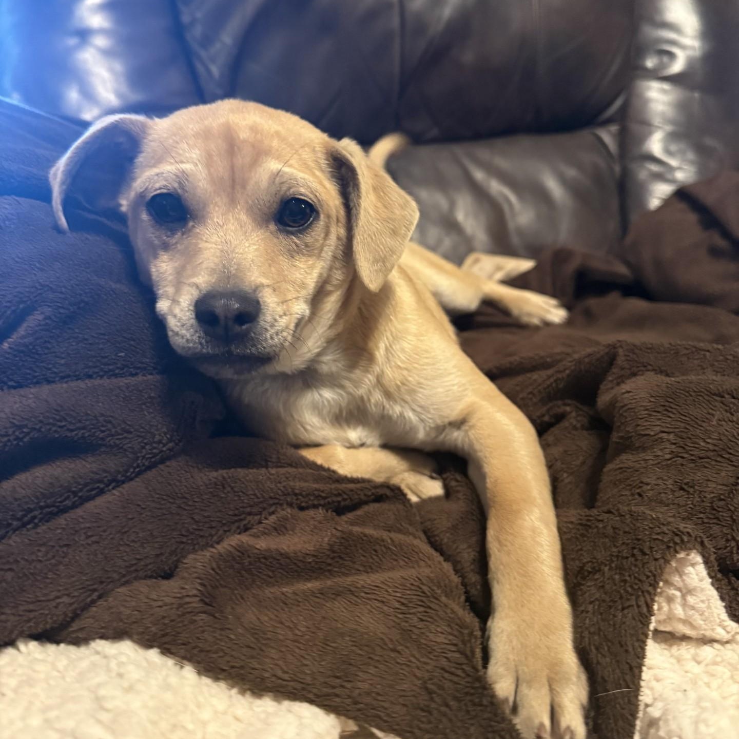 Scrunchy, a ADOPTABLE mixed breed in modesto, CA image 1/5