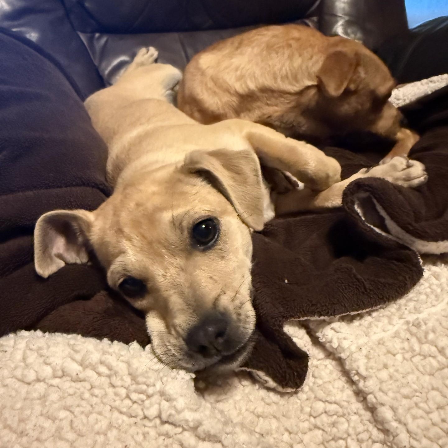 Scrunchy, a ADOPTABLE mixed breed in modesto, CA image 4/5