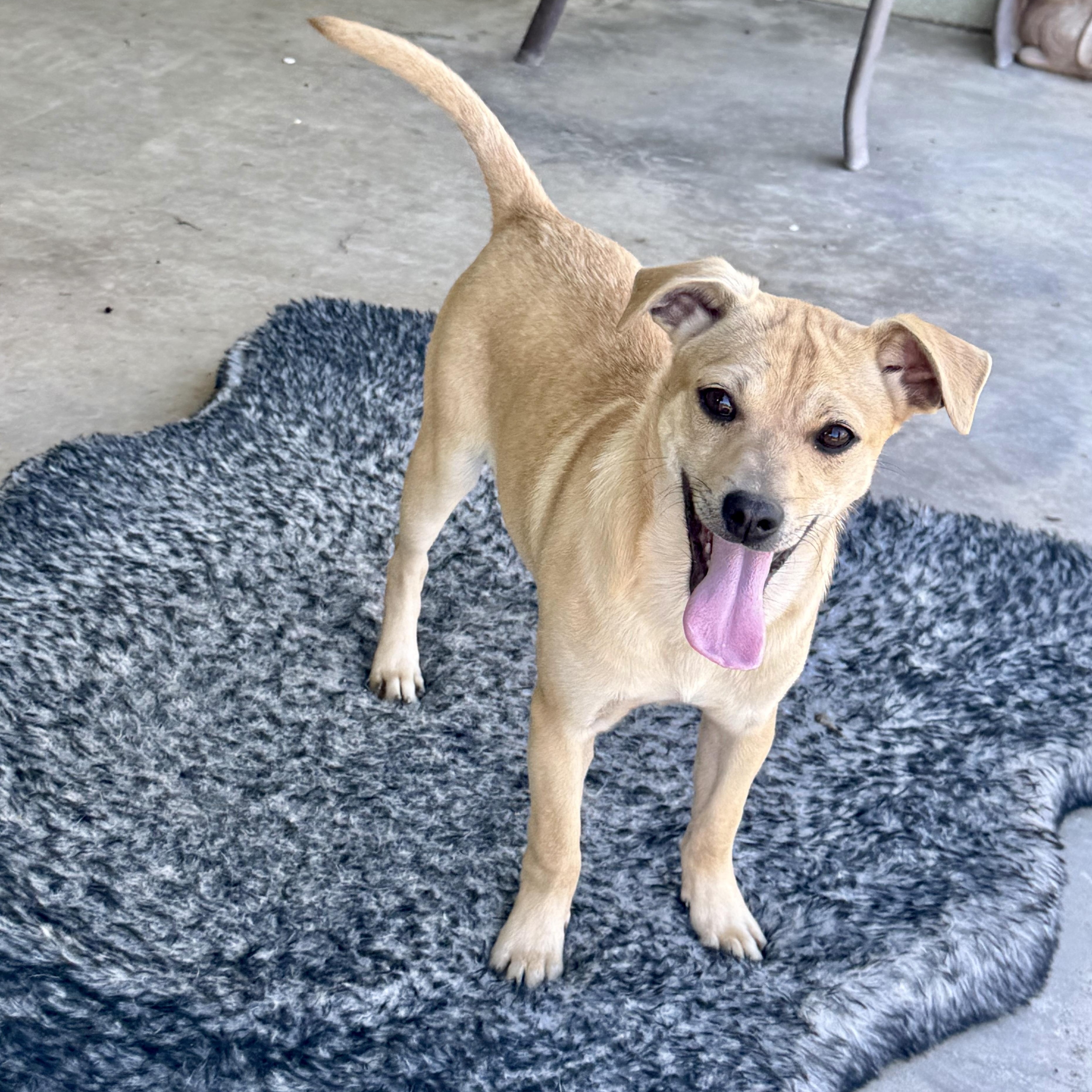 Scrunchy, adoptable, Puppy Male Rat Terrier & Chihuahua.