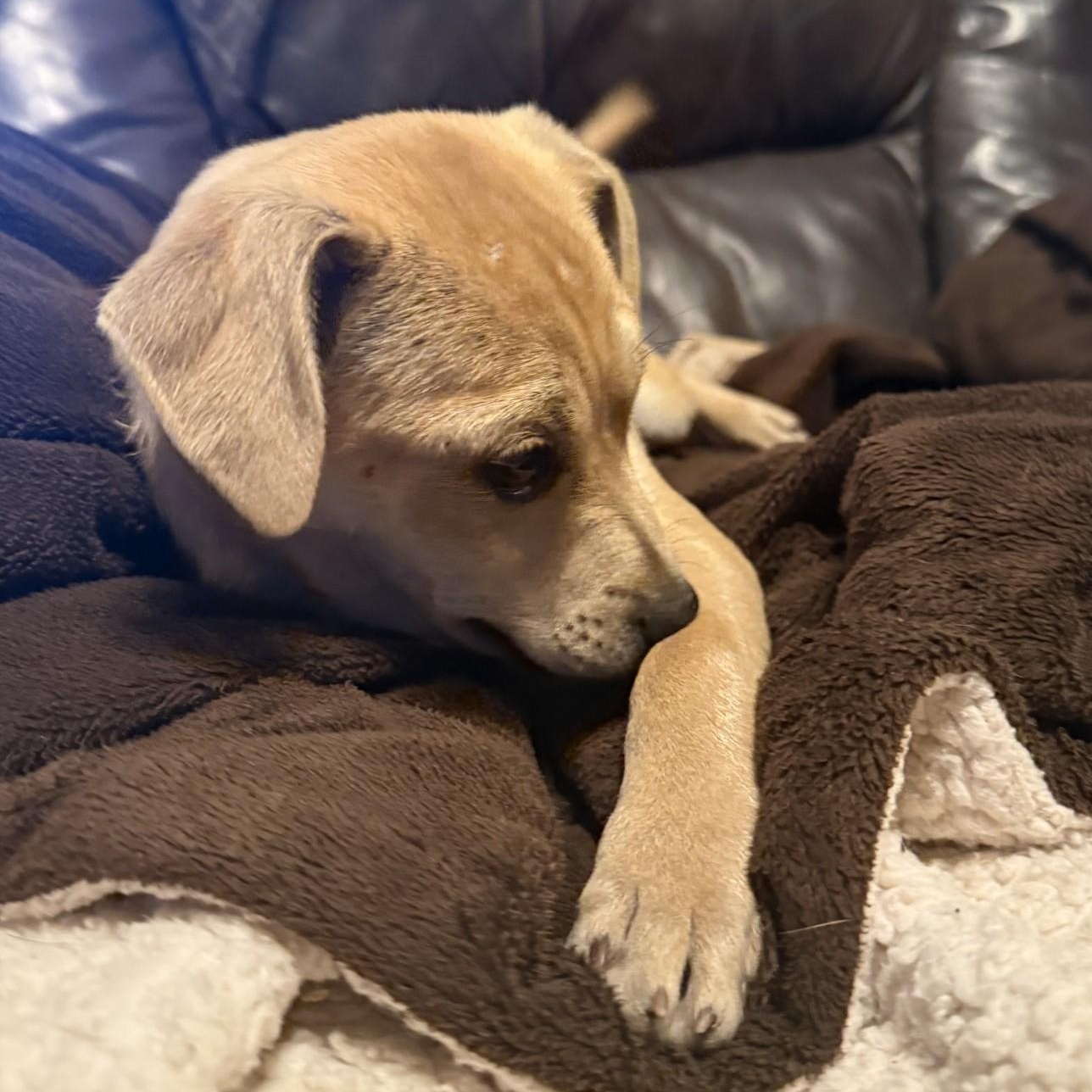 Scrunchy, a ADOPTABLE mixed breed in modesto, CA image 5/5