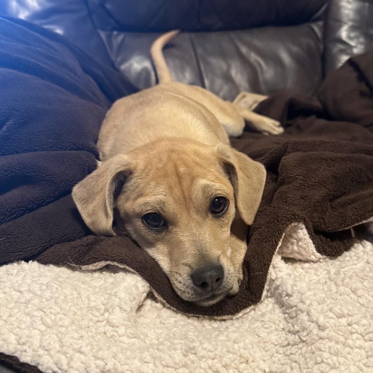 Scrunchy, a ADOPTABLE mixed breed in modesto, CA image 2/5