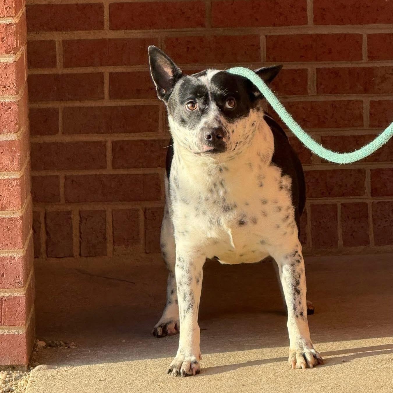 Fantasia thumbnail 2