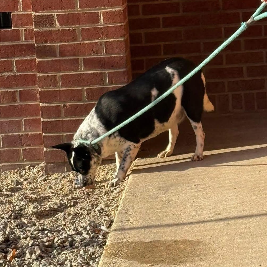 Enlarge Fantasia, a ADOPTABLE mixed breed in Lumberton, NC image 4/4