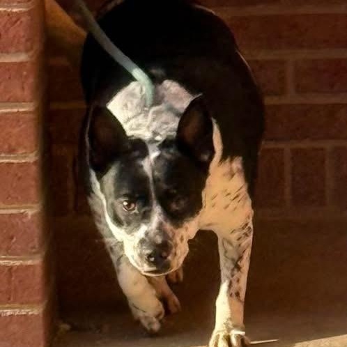 Enlarge Fantasia, a ADOPTABLE mixed breed in Lumberton, NC image 3/4