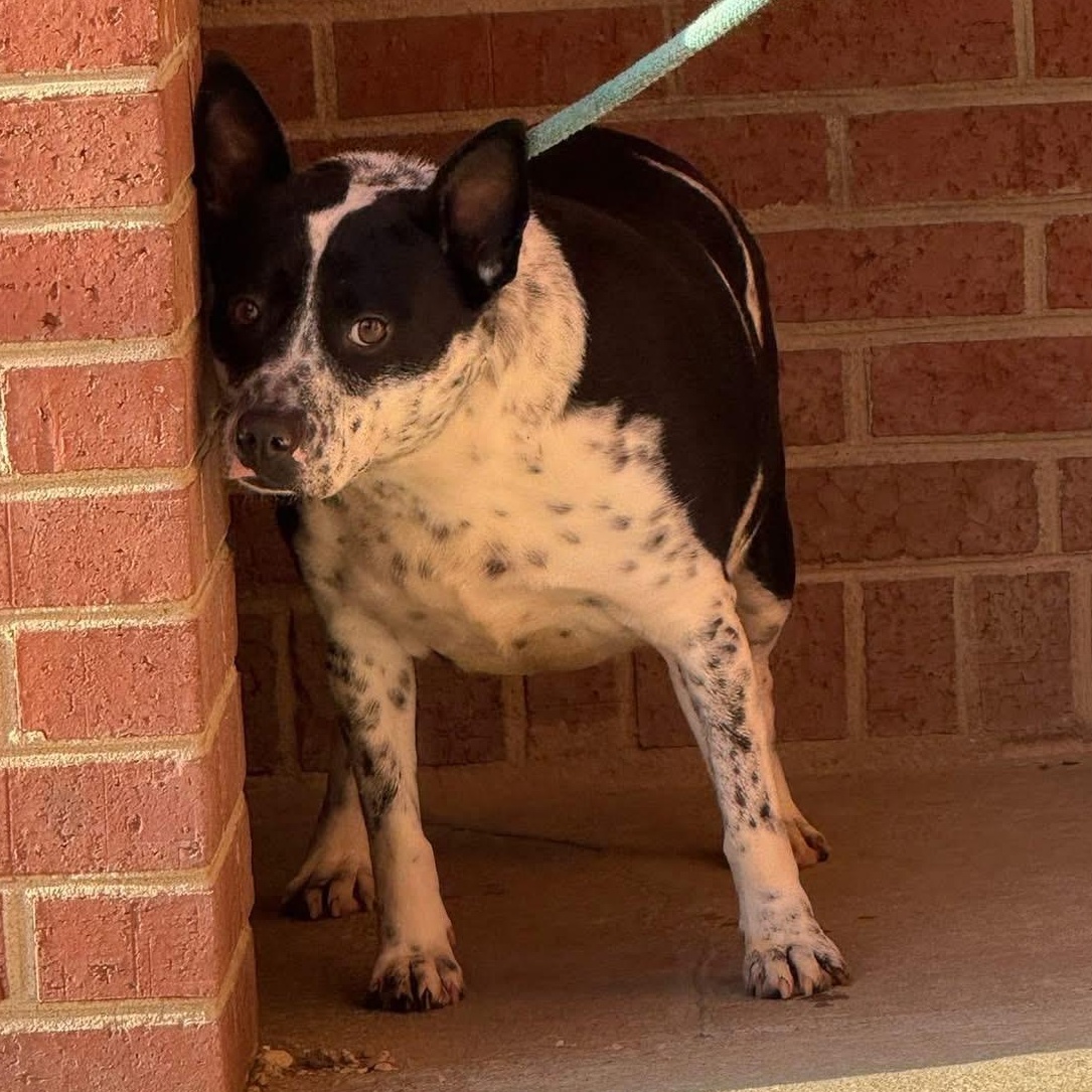 Fantasia, ADOPTABLE, Adult Female Australian Cattle Dog / Blue Heeler.