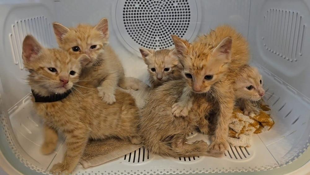 Arowana, Adopted, Kitten Female Domestic Short Hair.