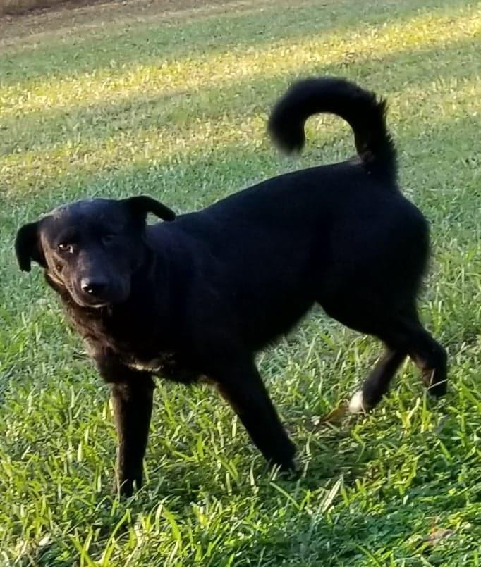 Momma Mia, Adopted, Adult Female Labrador Retriever.