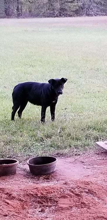 Enlarge Momma Mia, a Adopted mixed breed in Groveland, MA image 2/3