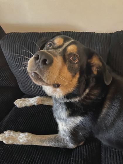 Enlarge Zeus, a Adoptable mixed breed in Columbus, IN image 1/3