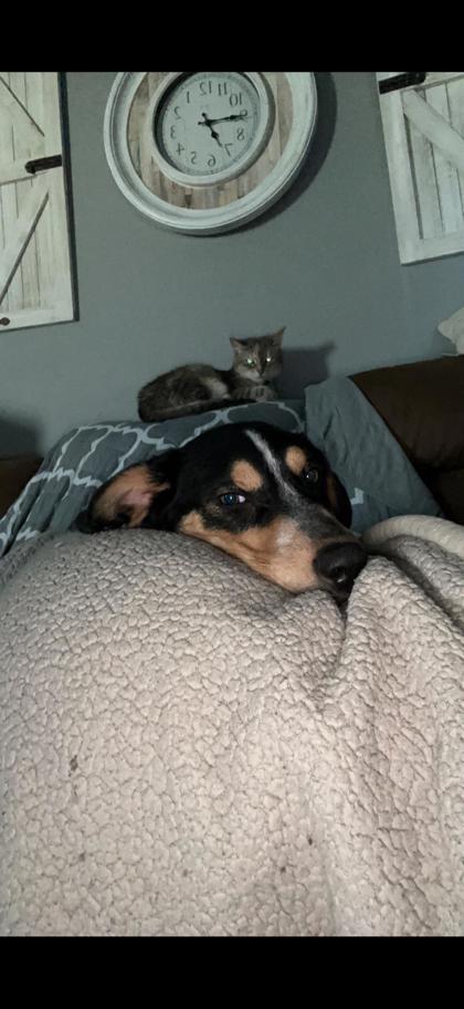 Zeus, Adoptable, Adult Male Cattle Dog & Mixed Breed.