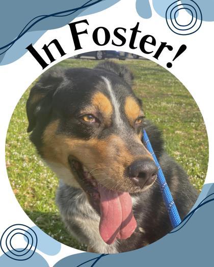 Enlarge Zeus, a Adoptable mixed breed in Columbus, IN image 2/3