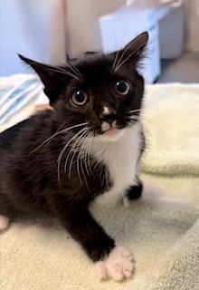 Michonne, a ADOPTABLE Domestic Short Hair in Winter Haven, FL image 1/2