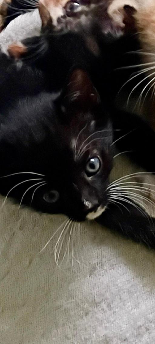 Michonne, a ADOPTABLE Domestic Short Hair in Winter Haven, FL image 2/2