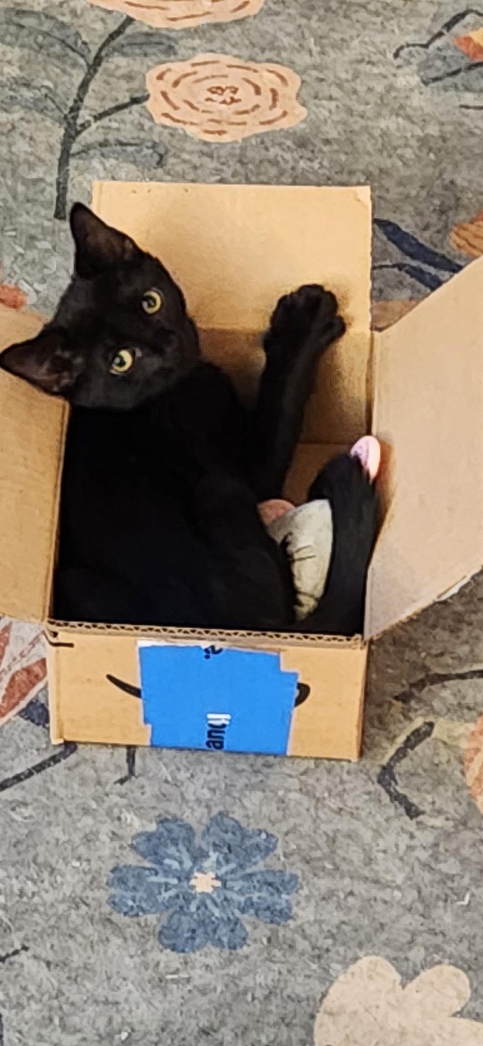 Enlarge Gravy, a ADOPTABLE Domestic Short Hair in Linden, NJ image 4/6