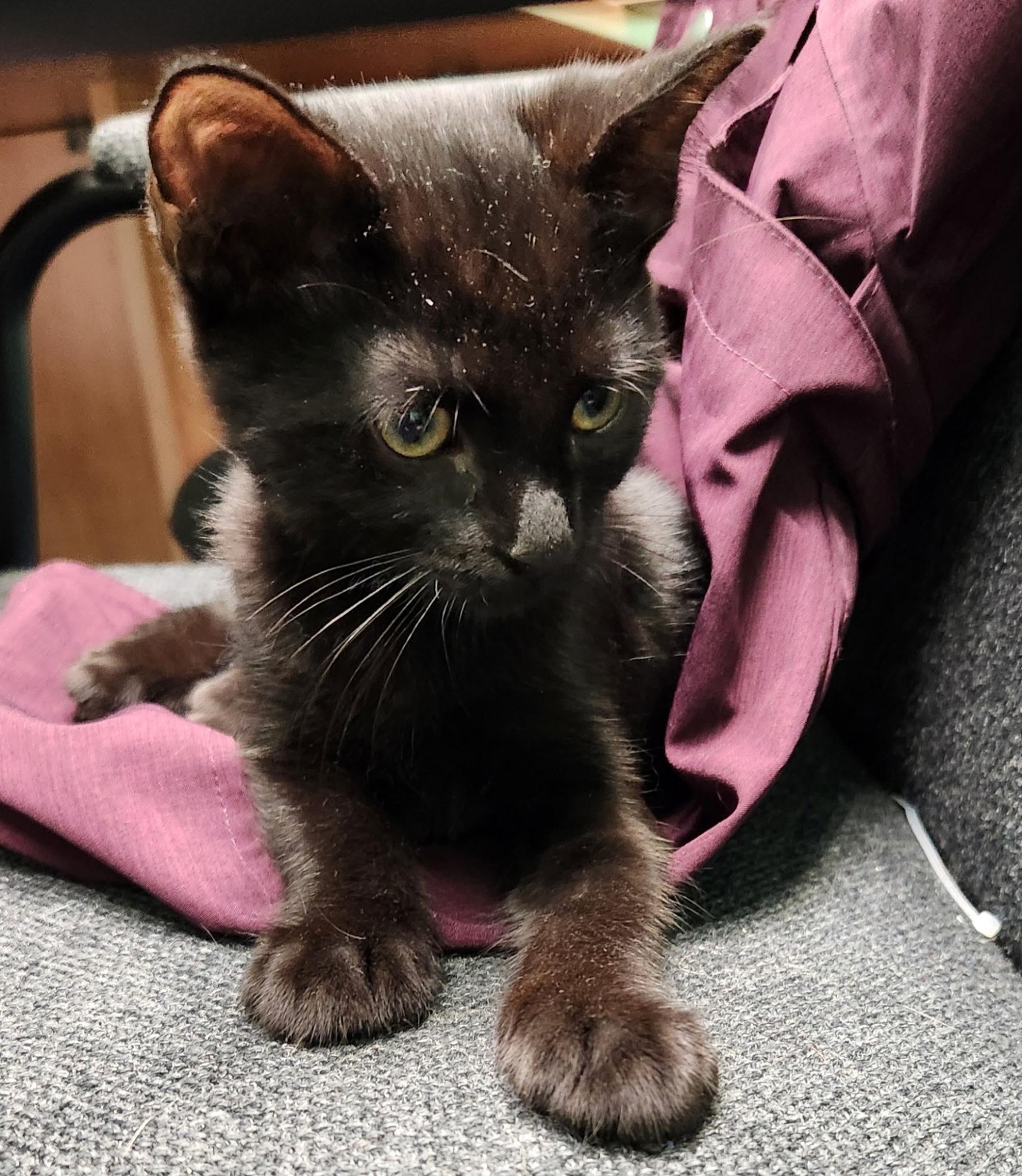 Enlarge Gravy, a ADOPTABLE Domestic Short Hair in Linden, NJ image 2/6