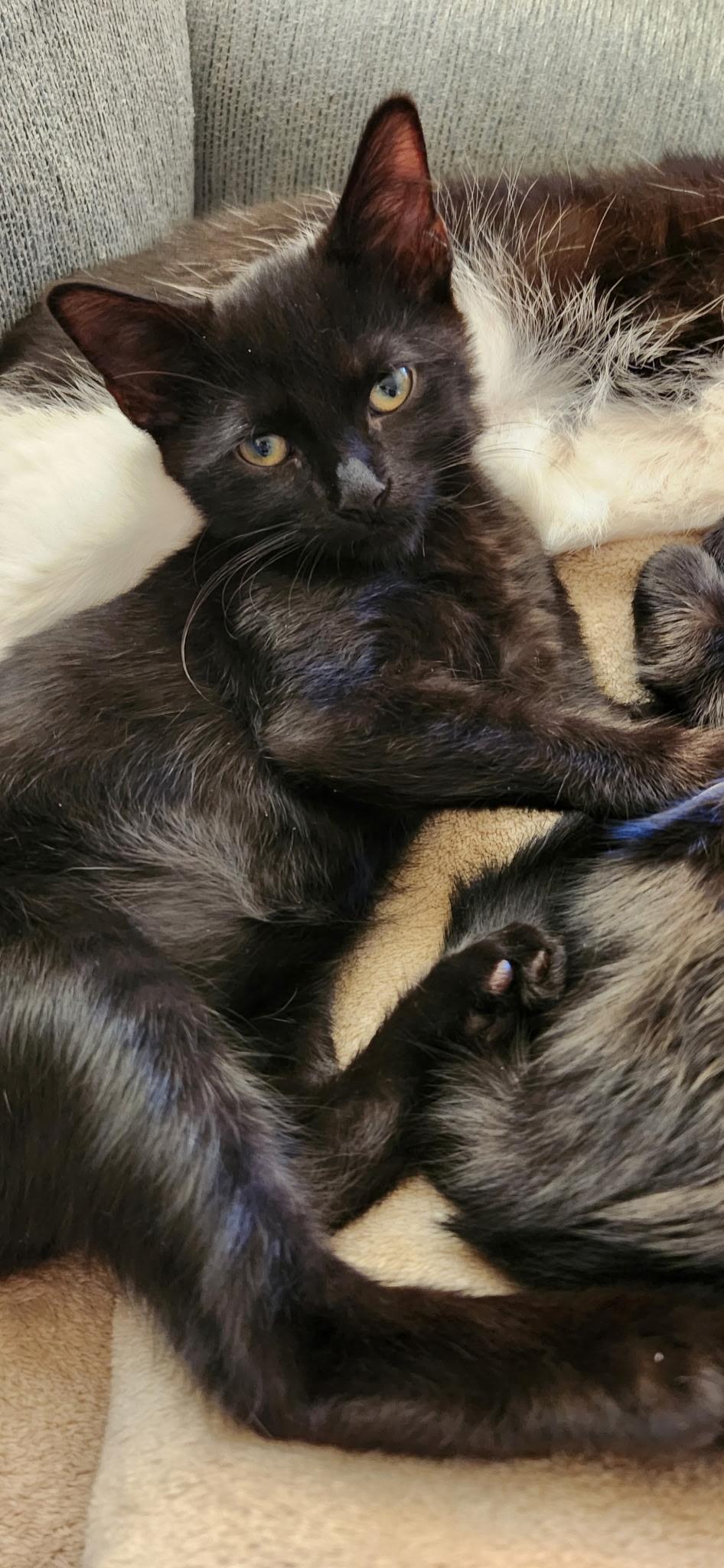 Enlarge Gravy, a ADOPTABLE Domestic Short Hair in Linden, NJ image 6/6