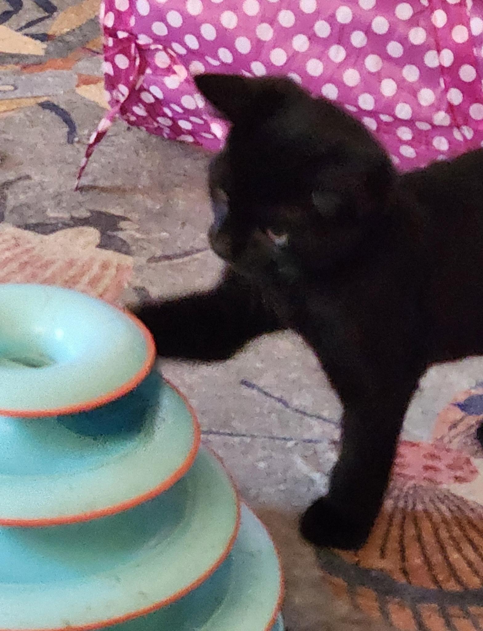 Enlarge Gravy, a ADOPTABLE Domestic Short Hair in Linden, NJ image 5/6